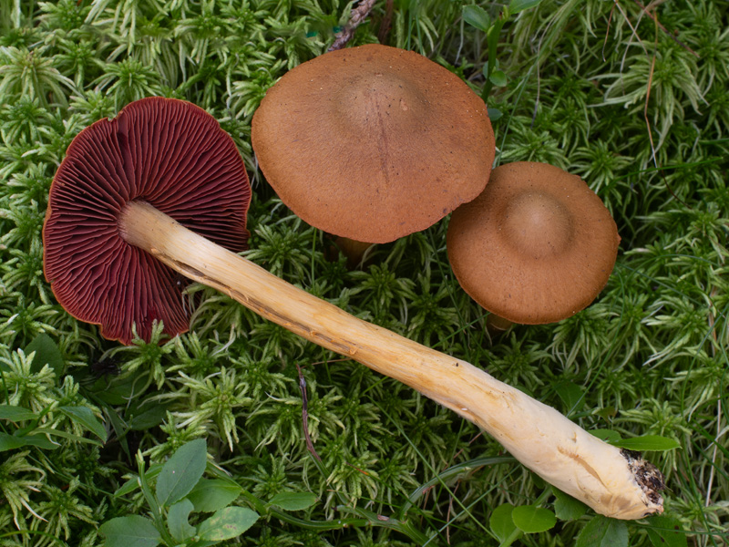 Cortinarius semisanguineus